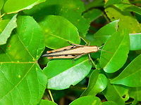 Grasshopper - Stenocatantops splendens Same grasshopper, top view<br />
Side view, here:<br />
https://www.jungledragon.com/image/110589/grasshopper.html Fall,Geotagged,Indonesia,Stenocatantops splendens