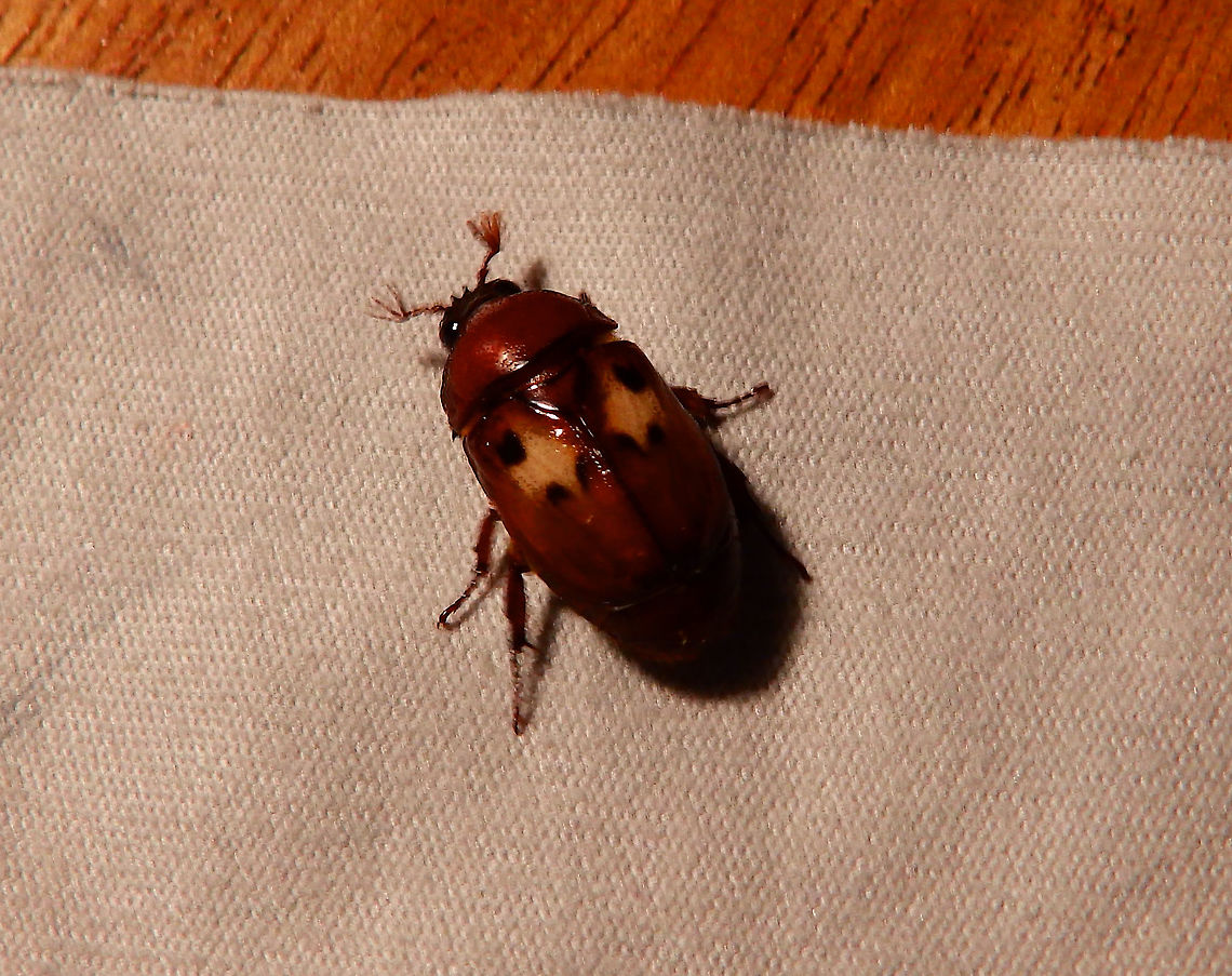 Leaf Chaffer - Parastasia confluens Size, the way I rember may have been around 1 cm. Chaffer,Fall,Geotagged,Halmahera,Indonesia,Leaf Chaffer,Parastasia confluens,Scarab beetle,Scarabaeidae