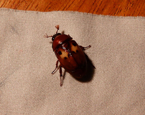 Leaf Chaffer - Parastasia confluens Size, the way I rember may have been around 1 cm. Chaffer,Fall,Geotagged,Halmahera,Indonesia,Leaf Chaffer,Parastasia confluens,Scarab beetle,Scarabaeidae