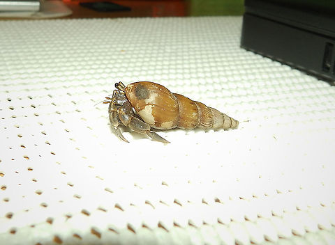 Land Hermit Crab Another to populate my collection of unidentified species. This hermit crab was relatively big, maybe 4-6 cm including shell, and was found at the terrace of our cabin (cabins are located right in the shoreline, a few meters away from the sea and surrounded by a mangrove area).  Fall,Geotagged,Halmahera,Hermit Crab,Indonesia