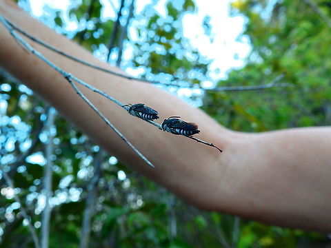 Blue-Banded Bees - Amegilla sp All I can say about these bees is that they seemed to be sleeping and that they are probably of Amegilla genus.
One of my holidays mates was holding the branch where they were to help me focus the camera on them :-)
It was interesting to see them sleeping or resting like this..there were more but most flew away when they felt our presence. Amegilla sp.,Fall,Geotagged,Halmahera,Indonesia,bee