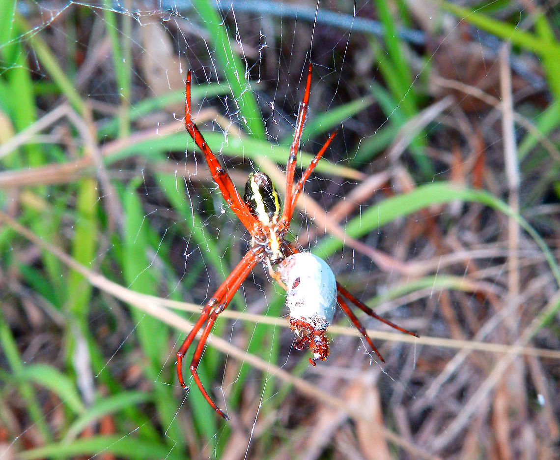 Argiope Spider There is a Argiope halmaherensis sp but as I could not find pictures of it I could not verify if this spotting corresponds to that sp.<br />
<figure class="photo"><a href="https://www.jungledragon.com/image/110599/argiope_spider.html" title="Argiope Spider"><img src="https://s3.amazonaws.com/media.jungledragon.com/images/2298/110599_thumb.JPG?AWSAccessKeyId=05GMT0V3GWVNE7GGM1R2&Expires=1759968010&Signature=VItYmVCz%2BM5HigCgvc8IoIFwZF8%3D" width="200" height="184" alt="Argiope Spider More pics of the local Argiope, found in the area Weda, Halmahera.<br />
https://www.jungledragon.com/image/110594/argiope_spider.html<br />
https://www.jungledragon.com/image/110601/argiope_spider.html Argiope,Fall,Geotagged,Halmahera,Indonesia,Spider" /></a></figure><br />
<figure class="photo"><a href="https://www.jungledragon.com/image/110601/argiope_spider.html" title="Argiope Spider"><img src="https://s3.amazonaws.com/media.jungledragon.com/images/2298/110601_thumb.JPG?AWSAccessKeyId=05GMT0V3GWVNE7GGM1R2&Expires=1759968010&Signature=sc5L97OYgO%2FuI5xk2G937BUKsjc%3D" width="200" height="200" alt="Argiope Spider Back view of the same spider.<br />
https://www.jungledragon.com/image/110599/argiope_spider.html<br />
https://www.jungledragon.com/image/110594/argiope_spider.html Argiope,Fall,Geotagged,Halmahera,Indonesia,Spider" /></a></figure> Argiope,Fall,Geotagged,Halmahera,Indonesia,Spider