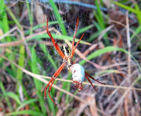 Argiope Spider There is a Argiope halmaherensis sp but as I could not find pictures of it I could not verify if this spotting corresponds to that sp.
https://www.jungledragon.com/image/110599/argiope_spider.html
https://www.jungledragon.com/image/110601/argiope_spider.html Argiope,Fall,Geotagged,Halmahera,Indonesia,Spider