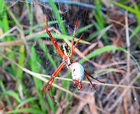 Argiope Spider There is a Argiope halmaherensis sp but as I could not find pictures of it I could not verify if this spotting corresponds to that sp.<br />
https://www.jungledragon.com/image/110599/argiope_spider.html<br />
https://www.jungledragon.com/image/110601/argiope_spider.html Argiope,Fall,Geotagged,Halmahera,Indonesia,Spider
