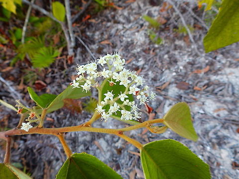 Brown kurrajong - Commersonia bartramia This is a detail of the flowers in some of the mangrove trees in the area of Weda, Halmahera. 
https://ppnn.org.au/plantlist/commersonia-bartramia/ Brown kurrajong,Commersonia bartramia,Fall,Geotagged,Halmahera,Indonesia,Mangrove