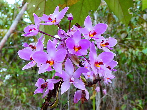 Pacific Ground Orchid - Spathoglottis pacifica Another patch of this beautiful Halmahera endemic orchid species. Fall,Geotagged,Indonesia,Pacific Ground Orchid,Spathoglottis pacifica