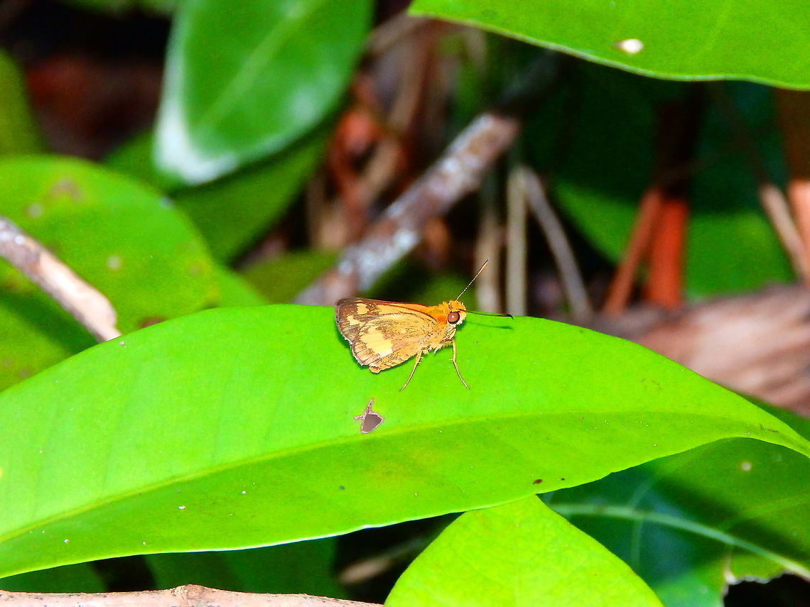 Hesperiidae -Tentative sp Potanthus omaha Skipper butterflies are very difficult to ID, at least for me! :-)<br />
This one looks a bit like Potanthus serina but honestly, no idea <br />
<a href="https://singapore.biodiversity.online/species/A-Arth-Hexa-Lepidoptera-000046" rel="nofollow">https://singapore.biodiversity.online/species/A-Arth-Hexa-Lepidoptera-000046</a> Fall,Geotagged,Halmahera,Hesperiidae,Indonesia,Lesser dart,Potanthus omaha,Skipper butterfly