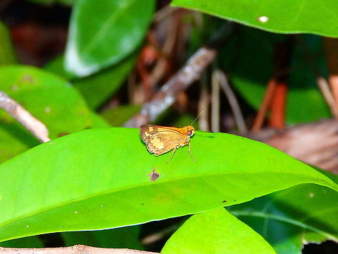 Hesperiidae -Tentative sp Potanthus omaha Skipper butterflies are very difficult to ID, at least for me! :-)
This one looks a bit like Potanthus serina but honestly, no idea 
https://singapore.biodiversity.online/species/A-Arth-Hexa-Lepidoptera-000046 Fall,Geotagged,Halmahera,Hesperiidae,Indonesia,Lesser dart,Potanthus omaha,Skipper butterfly