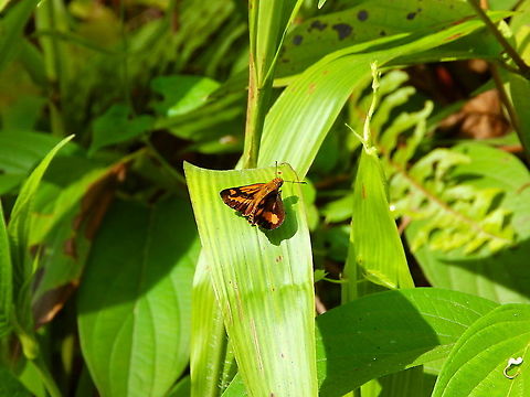 Hesperiidae -Tentative sp Potanthus omaha Another skipper butterfly in the same area. No idea if it could be the same sp as the other as this one has the wings half spread. Fall,Geotagged,Halmahera,Hesperiidae,Indonesia,Lesser dart,Potanthus omaha,Skipper butterfly
