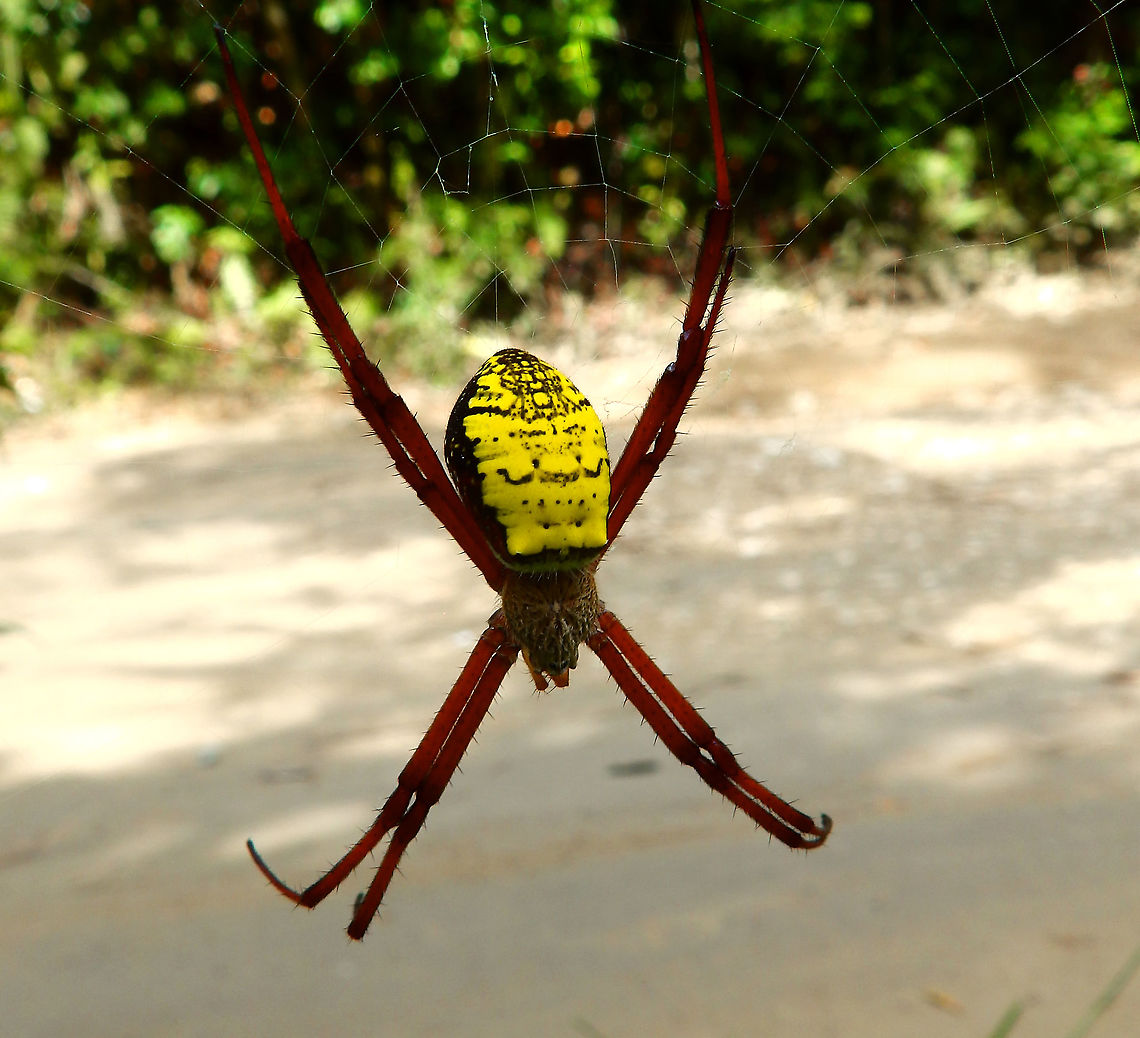 Argiope Spider More pics of the local Argiope, found in the area Weda, Halmahera.<br />
<figure class="photo"><a href="https://www.jungledragon.com/image/110594/argiope_spider.html" title="Argiope Spider"><img src="https://s3.amazonaws.com/media.jungledragon.com/images/2298/110594_thumb.JPG?AWSAccessKeyId=05GMT0V3GWVNE7GGM1R2&Expires=1759968010&Signature=HwQANypr2n%2BocXrCefl4AMQ2En8%3D" width="200" height="166" alt="Argiope Spider There is a Argiope halmaherensis sp but as I could not find pictures of it I could not verify if this spotting corresponds to that sp.<br />
https://www.jungledragon.com/image/110599/argiope_spider.html<br />
https://www.jungledragon.com/image/110601/argiope_spider.html Argiope,Fall,Geotagged,Halmahera,Indonesia,Spider" /></a></figure><br />
<figure class="photo"><a href="https://www.jungledragon.com/image/110601/argiope_spider.html" title="Argiope Spider"><img src="https://s3.amazonaws.com/media.jungledragon.com/images/2298/110601_thumb.JPG?AWSAccessKeyId=05GMT0V3GWVNE7GGM1R2&Expires=1759968010&Signature=sc5L97OYgO%2FuI5xk2G937BUKsjc%3D" width="200" height="200" alt="Argiope Spider Back view of the same spider.<br />
https://www.jungledragon.com/image/110599/argiope_spider.html<br />
https://www.jungledragon.com/image/110594/argiope_spider.html Argiope,Fall,Geotagged,Halmahera,Indonesia,Spider" /></a></figure> Argiope,Fall,Geotagged,Halmahera,Indonesia,Spider