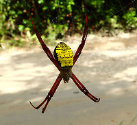 Argiope Spider More pics of the local Argiope, found in the area Weda, Halmahera.<br />
https://www.jungledragon.com/image/110594/argiope_spider.html<br />
https://www.jungledragon.com/image/110601/argiope_spider.html Argiope,Fall,Geotagged,Halmahera,Indonesia,Spider