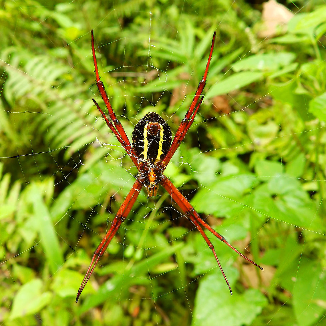 Argiope Spider Back view of the same spider.<br />
<figure class="photo"><a href="https://www.jungledragon.com/image/110599/argiope_spider.html" title="Argiope Spider"><img src="https://s3.amazonaws.com/media.jungledragon.com/images/2298/110599_thumb.JPG?AWSAccessKeyId=05GMT0V3GWVNE7GGM1R2&Expires=1759968010&Signature=VItYmVCz%2BM5HigCgvc8IoIFwZF8%3D" width="200" height="184" alt="Argiope Spider More pics of the local Argiope, found in the area Weda, Halmahera.<br />
https://www.jungledragon.com/image/110594/argiope_spider.html<br />
https://www.jungledragon.com/image/110601/argiope_spider.html Argiope,Fall,Geotagged,Halmahera,Indonesia,Spider" /></a></figure><br />
<figure class="photo"><a href="https://www.jungledragon.com/image/110594/argiope_spider.html" title="Argiope Spider"><img src="https://s3.amazonaws.com/media.jungledragon.com/images/2298/110594_thumb.JPG?AWSAccessKeyId=05GMT0V3GWVNE7GGM1R2&Expires=1759968010&Signature=HwQANypr2n%2BocXrCefl4AMQ2En8%3D" width="200" height="166" alt="Argiope Spider There is a Argiope halmaherensis sp but as I could not find pictures of it I could not verify if this spotting corresponds to that sp.<br />
https://www.jungledragon.com/image/110599/argiope_spider.html<br />
https://www.jungledragon.com/image/110601/argiope_spider.html Argiope,Fall,Geotagged,Halmahera,Indonesia,Spider" /></a></figure> Argiope,Fall,Geotagged,Halmahera,Indonesia,Spider