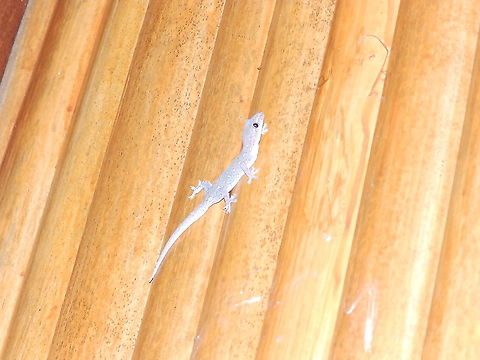 Gehyra mutilata - tentative I think this may be Gehyra mutilata, based on visual similarity and distribution here:
https://alchetron.com/Gehyra-mutilata
https://reptile-database.reptarium.cz/species?genus=Gehyra&species=mutilata
but I am not 100% sure. Fall,Four-clawed gecko,Gehyra mutilata,Geotagged,Halmahera,Indonesia,gecko