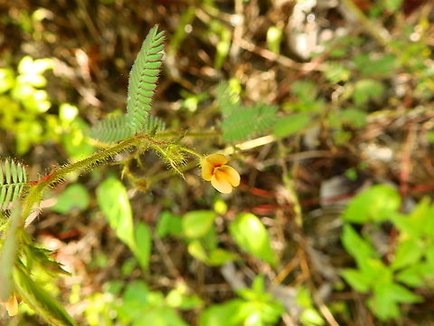 American joint vetch - Aeschynomene americana Non native plant but it has been introduced and is widespread in South East Asia.
https://www.cabi.org/isc/datasheet/3445
Even though is not related to Mimosa it also has sensitive leaves that quickly fold up when touched.  Aeschynomene americana,Fall,Geotagged,Indonesia