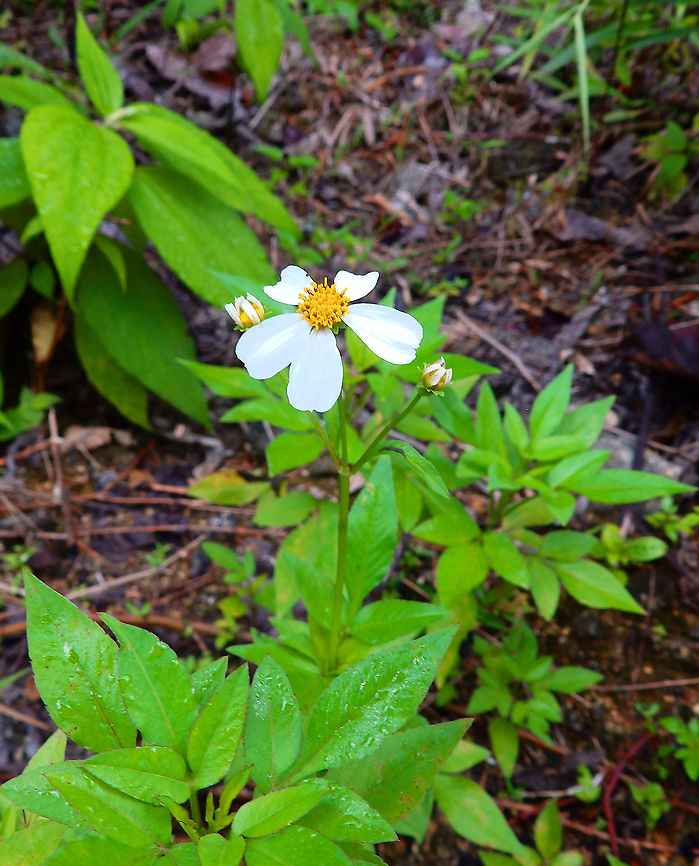 Shepherd's needles - Bidens alba I don&#039;t know if is coincidence or not but in the patch of grasses near the road where I&#039;ve found all these plants, many of them are actually non-native, introduced plants, inlcuding this one. Bidens alba,Fall,Geotagged,Indonesia,Shepherd's needles