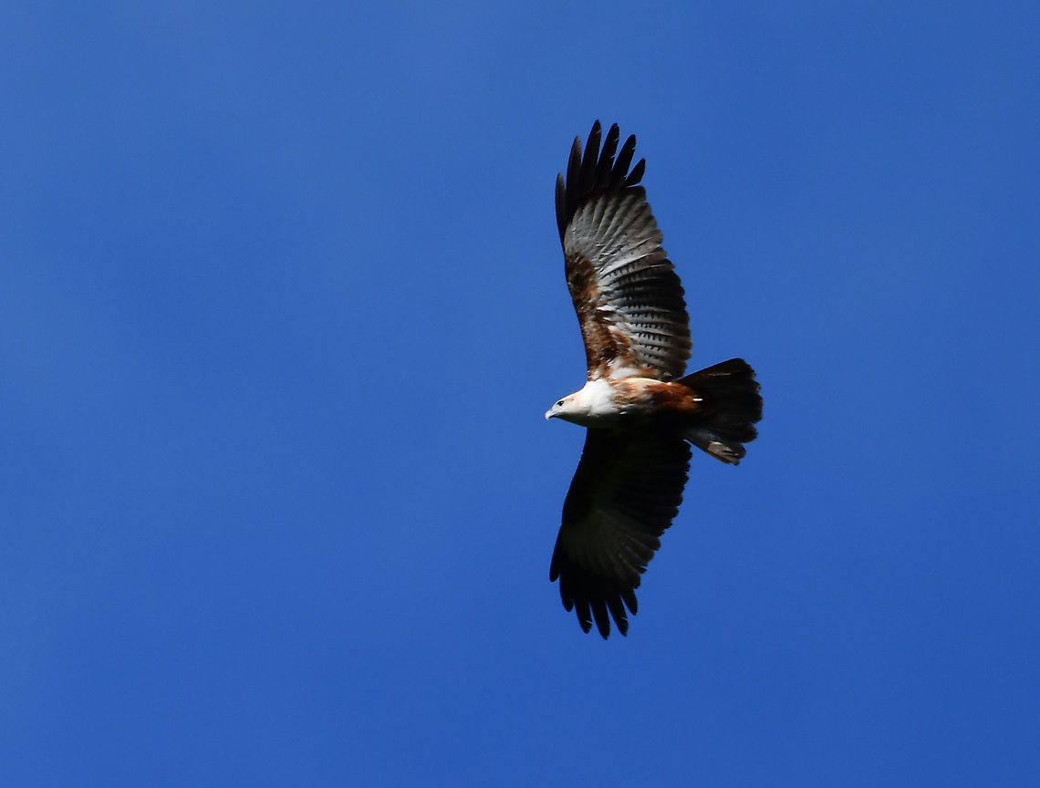 Brahminy Kite - Haliastur indus  Brahminy kite,Fall,Geotagged,Haliastur indus,Indonesia
