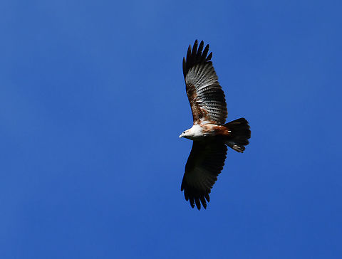 Brahminy Kite - Haliastur indus  Brahminy kite,Fall,Geotagged,Haliastur indus,Indonesia