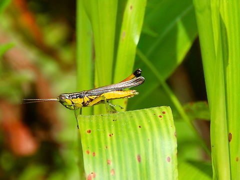 Unidentified Grasshopper Any ideas on sp very welcome! Fall,Geotagged,Grasshopper,Indonesia