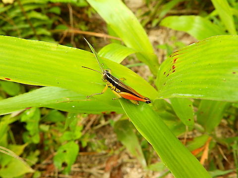 Grasshopper Oxya hyla Seen in Halmahera, Indonesia. Fall,Geotagged,Grasshopper,Indonesia,Oxya hyla