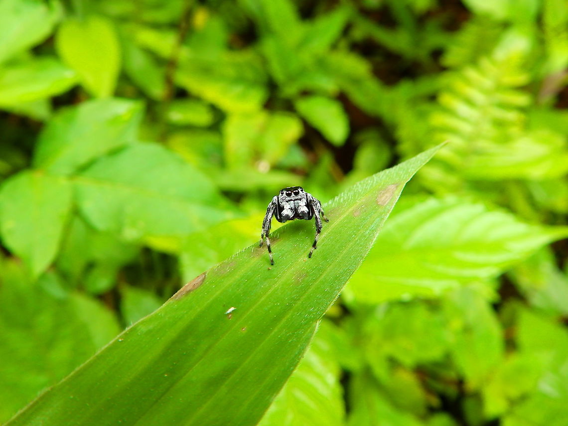 Jumping Spider Not much hopes to ID  this one any time soon but is too cute not to share already :-)<br />
<figure class="photo"><a href="https://www.jungledragon.com/image/110853/jumping_spider_-_side_view.html" title="Jumping Spider - side view"><img src="https://s3.amazonaws.com/media.jungledragon.com/images/2298/110853_thumb.JPG?AWSAccessKeyId=05GMT0V3GWVNE7GGM1R2&Expires=1763596810&Signature=7jkenX00ims%2BPSblxDyrgpAlurw%3D" width="200" height="150" alt="Jumping Spider - side view https://www.jungledragon.com/image/110852/jumping_spider.html Fall,Geotagged,Halmahera,Indonesia,Jumping Spider" /></a></figure> Fall,Geotagged,Halmahera,Indonesia,Jumping Spider