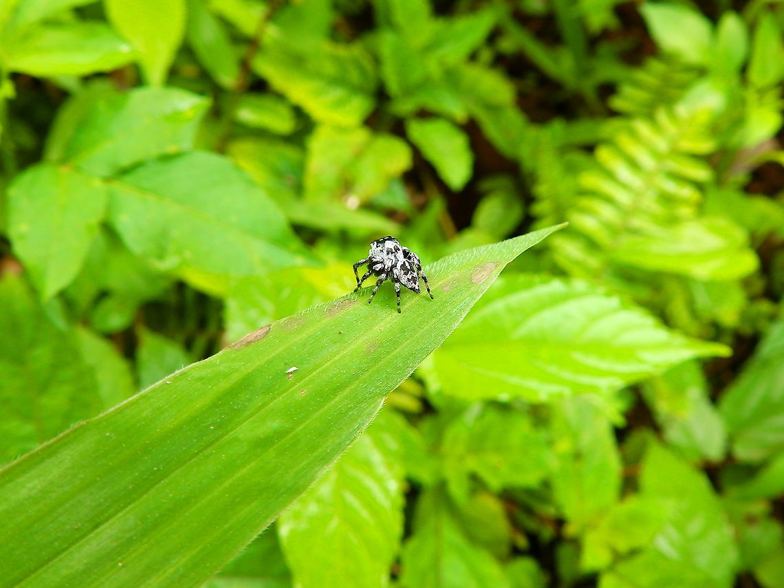 Jumping Spider - side view <figure class="photo"><a href="https://www.jungledragon.com/image/110852/jumping_spider.html" title="Jumping Spider"><img src="https://s3.amazonaws.com/media.jungledragon.com/images/2298/110852_thumb.JPG?AWSAccessKeyId=05GMT0V3GWVNE7GGM1R2&Expires=1763596810&Signature=yQw5Y5xXZ8suq%2BMaW7zoDXwZbz4%3D" width="200" height="150" alt="Jumping Spider Not much hopes to ID  this one any time soon but is too cute not to share already :-)<br />
https://www.jungledragon.com/image/110853/jumping_spider_-_side_view.html Fall,Geotagged,Halmahera,Indonesia,Jumping Spider" /></a></figure> Fall,Geotagged,Halmahera,Indonesia,Jumping Spider