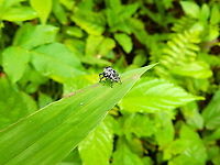 Jumping Spider - side view https://www.jungledragon.com/image/110852/jumping_spider.html Fall,Geotagged,Halmahera,Indonesia,Jumping Spider
