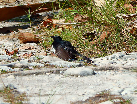 Willie wagtail _ Rhipidura leucophrys malaleuca  Fall,Geotagged,Indonesia,Rhipidura leucophrys,Willie Wagtail