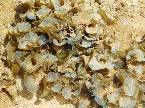 Alga Padina australis ID based on similarity to pictures of the species online and to this article which mentions distribution in Halmahera:
http://www.bioflux.com.ro/docs/2018.957-966.pdf Alga Padina australis,Fall,Geotagged,Indonesia,Padina australis