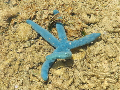 Linckia laevigata Chillin' at low tide.:-) Fall,Geotagged,Indonesia,Linckia laevigata
