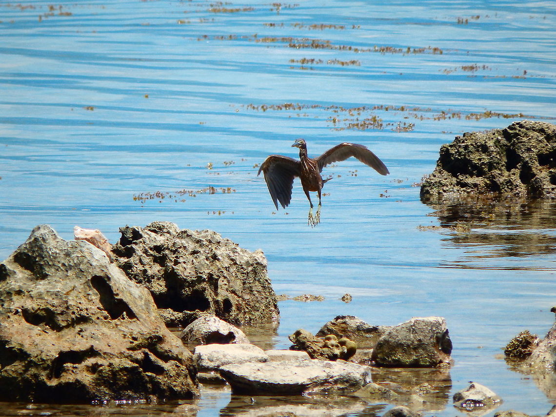 Striated heron - Butorides striata <a href="https://avibase.bsc-eoc.org/species.jsp?avibaseid=9973F7CE5237C1CF" rel="nofollow">https://avibase.bsc-eoc.org/species.jsp?avibaseid=9973F7CE5237C1CF</a> Butorides striata,Fall,Geotagged,Indonesia,Striated heron