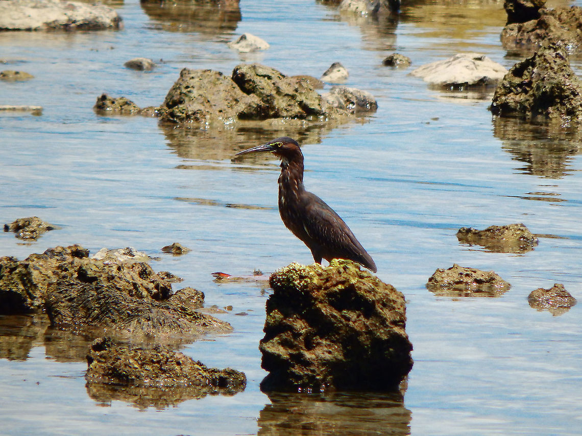 Striated heron - Butorides striata  Butorides striata,Fall,Geotagged,Indonesia,Striated heron