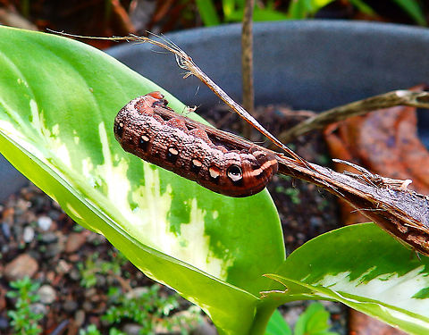 Hawk moth caterpillar - Hippotion sp (Sphingidae) No idea what this caterpillar can be, only that in the bacl the last two sets of spots looked like these eye spots that some ctaerpillar use for mimicry. The way I remember it could have been like 5 cm at least. It was big :-)
Spodoptera Fall,Geotagged,Hippotion,Indonesia,hawkmoth,sphingidae