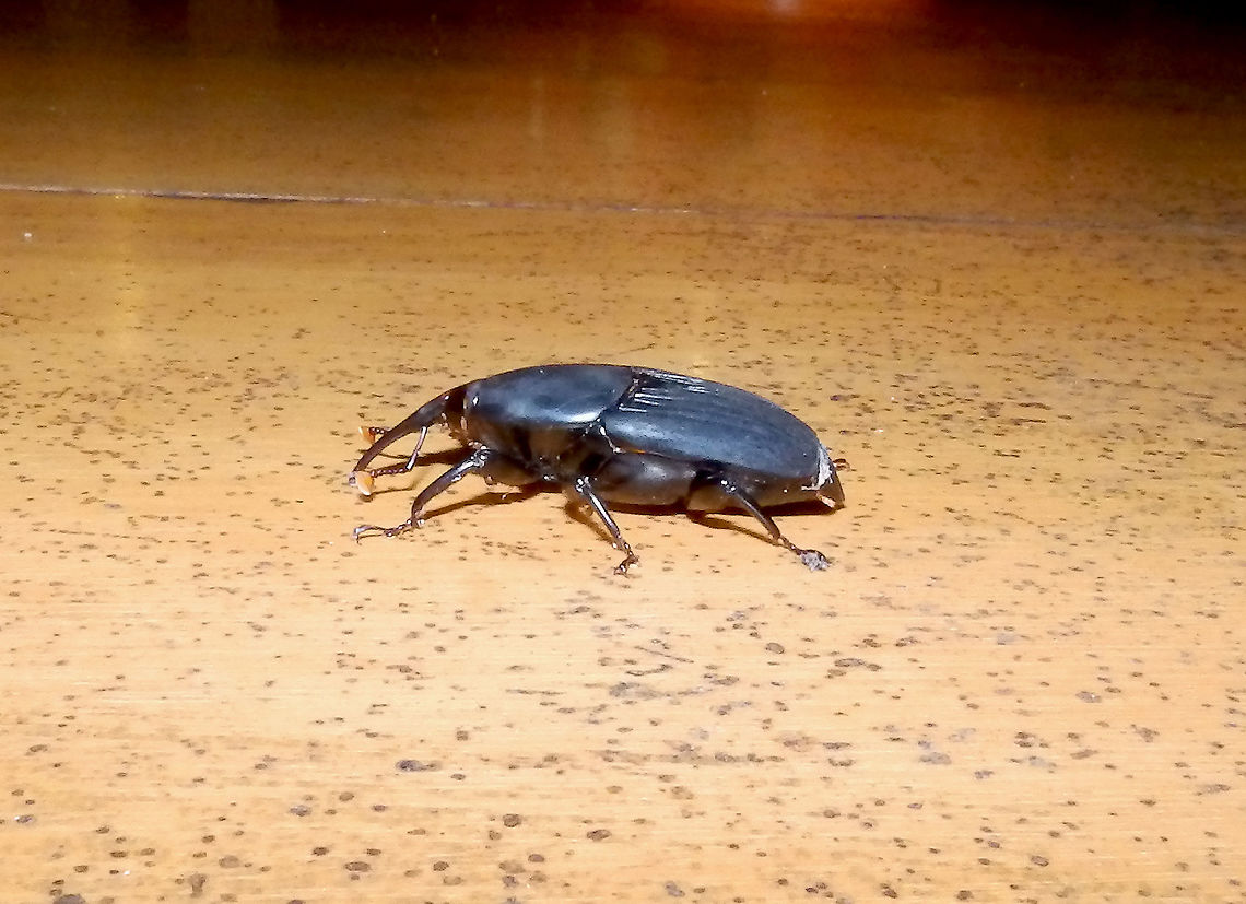 Black Palm Weevil _Rhynchophorus bilineatus Big weevil! showed up at night :-)<br />
They are a pest from palm trees and I think they eat the grubs in these islands. Fall,Geotagged,Indonesia,Rhynchophorus bilineatus