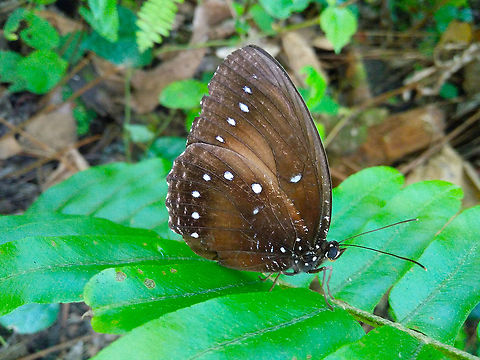 Elymnias cybele  Elymnias cybele,Fall,Geotagged,Indonesia