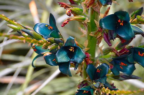 Blue Puya - Puya berteroniana This is a plant I saw years ago in the botanical graden of the Lokrum Island next to Dubrovnik, Croatia. It is endemic from Chile and has flowers of a very unusal color. Croatia,Geotagged,Puya berteroniana,Spring