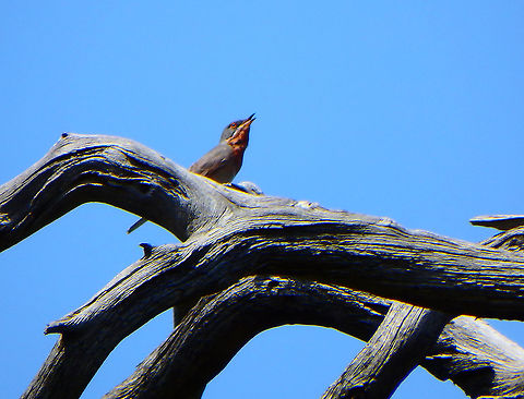 Subalpine Warbler - Sylvia cantillans Seen in Lokrum Island, Croatia. Croatia,Geotagged,Spring,Subalpine warbler,Sylvia cantillans