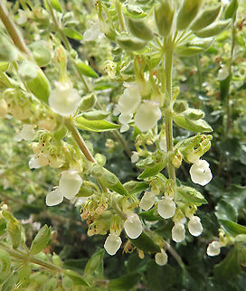 Teucrium flavum - Yellow Germander  Croatia,Geotagged,Spring,Teucrium flavum,Yellow Germander