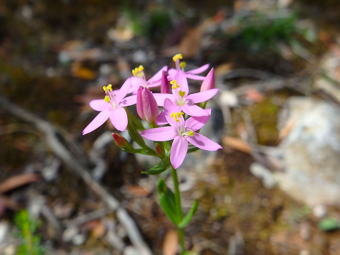 Centaurium erythraea Undusting my album from Croatia, 2016 and finding some relics :-) Centaurium erythraea,Croatia,Geotagged,Spring