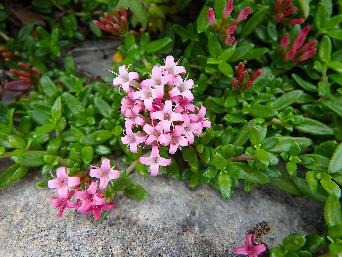 Putoria calabrica Seen on top of the Fort royal in Lokrum island, Croatia. Croatia,Crosswort,Geotagged,Phuopsis stylosa,Spring