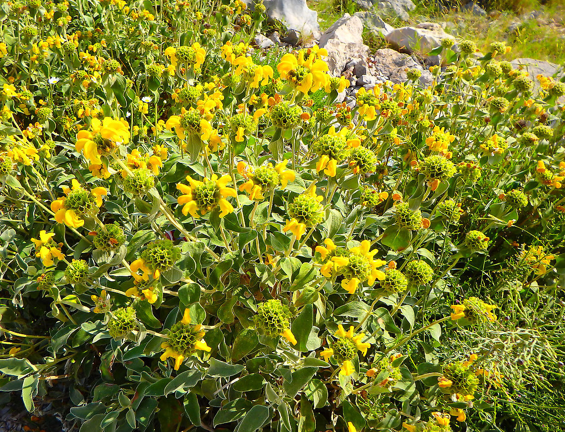 Jerusalem Sage - Phlomis fruticosa Seen at the top of Srd mountain, Croatia.<br />
Quoting  a nice member of the Plant Identification and Education group in FB:<br />
This plant is a member of the Mint family or Lamiaceae. Its genus name Phlomis is Greek and translated means flame. This may be referring to the fact that in ancient times its leaves were used as lamp wicks. The species name, fruticosa, means shrubby and short, and this refers to its growth habit. The species is a native of Albania, Cyprus, East Aegean Island, Greece, Italy, Crete, Sardinia, Sicily, Transcaucasia, Turkey, and former Yugoslavia. It has been used in gardening outside the native Mediterranean region Croatia,Geotagged,Jerusalem sage,Phlomis fruticosa,Spring