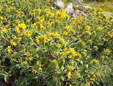 Jerusalem Sage - Phlomis fruticosa Seen at the top of Srd mountain, Croatia.
Quoting  a nice member of the Plant Identification and Education group in FB:
This plant is a member of the Mint family or Lamiaceae. Its genus name Phlomis is Greek and translated means flame. This may be referring to the fact that in ancient times its leaves were used as lamp wicks. The species name, fruticosa, means shrubby and short, and this refers to its growth habit. The species is a native of Albania, Cyprus, East Aegean Island, Greece, Italy, Crete, Sardinia, Sicily, Transcaucasia, Turkey, and former Yugoslavia. It has been used in gardening outside the native Mediterranean region Croatia,Geotagged,Jerusalem sage,Phlomis fruticosa,Spring