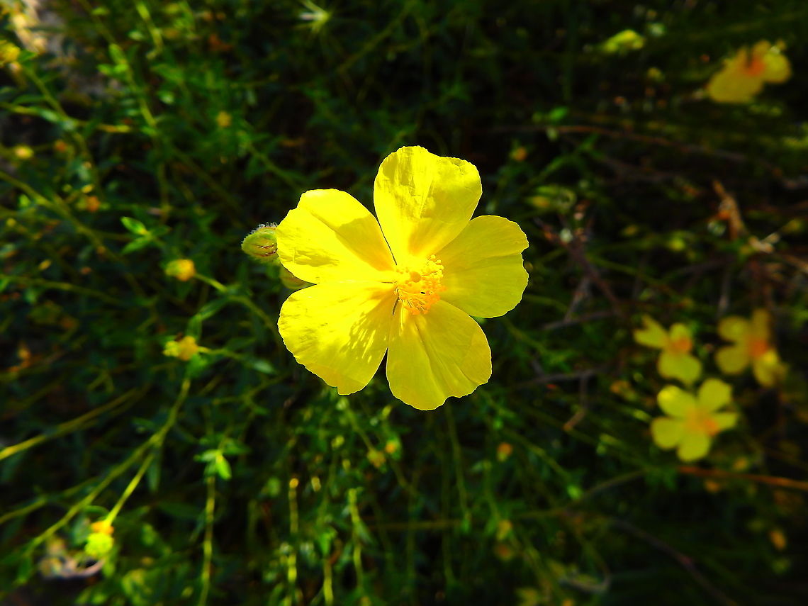 Common Rock-Rose - Helianthemum nummularium Seen at the top of Srd mountain in Croatia. Common Rock-Rose,Croatia,Geotagged,Helianthemum nummularium,Spring