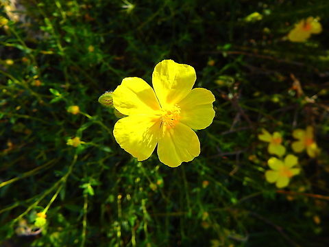 Common Rock-Rose - Helianthemum nummularium Seen at the top of Srd mountain in Croatia. Common Rock-Rose,Croatia,Geotagged,Helianthemum nummularium,Spring