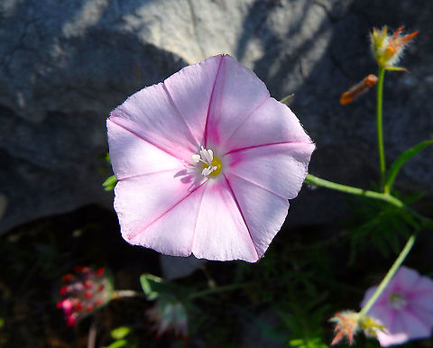 Cantabrican morning glory - Convolvulus cantabrica In spite of its name pointing at Cantabric in Spain this species is also found in Croatia:
https://www.researchgate.net/publication/342599129_First_inventory_of_vascular_flora_of_Matokit_mountain_Biokovo_massif_Croatia Cantabrican morning glory,Convolvulus cantabrica,Croatia,Geotagged,Spring
