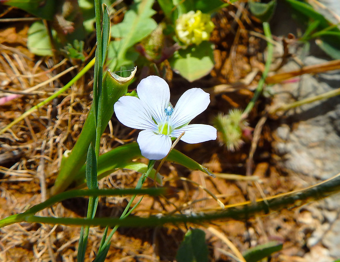 Narrowleaf flax - Linum bienne Seen at the top of Srd mountain in Croatia. Croatia,Geotagged,Linum bienne,Pale Flax,Spring