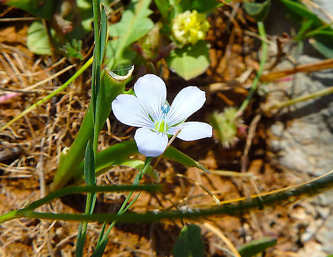 Narrowleaf flax - Linum bienne Seen at the top of Srd mountain in Croatia. Croatia,Geotagged,Linum bienne,Pale Flax,Spring