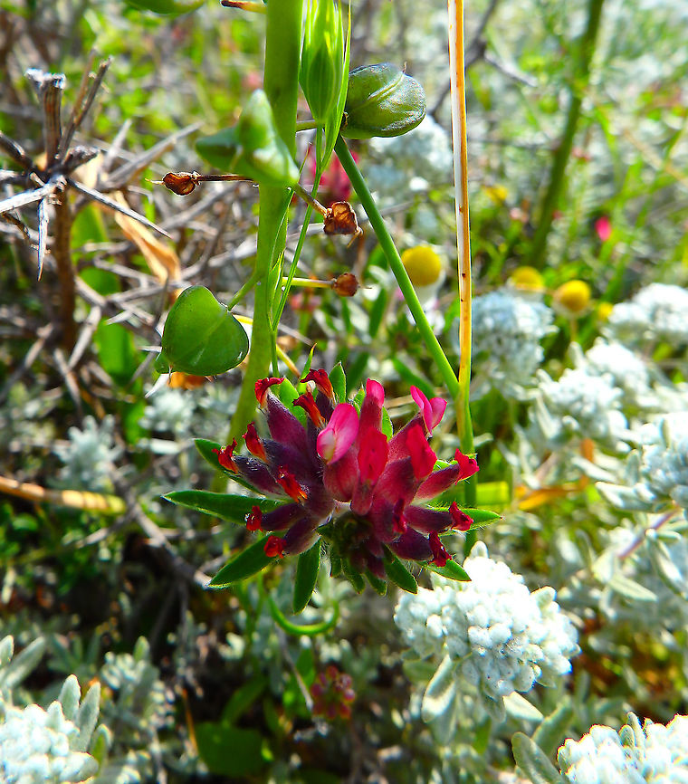 Hedysarum coronarium Seen at the top of Srd Mountain, In Croatia. Croatia,Geotagged,Spring,Sulla coronaria