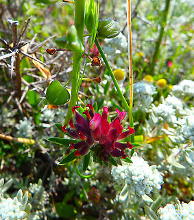 Hedysarum coronarium Seen at the top of Srd Mountain, In Croatia. Croatia,Geotagged,Spring,Sulla coronaria