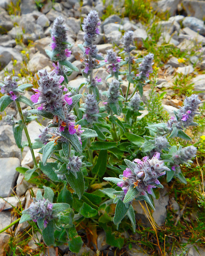 German hedgenettle - Stachys germanica Seen on top of Srd mountain, in Croatia. Croatia,Geotagged,German hedgenettle,Spring,Stachys germanica