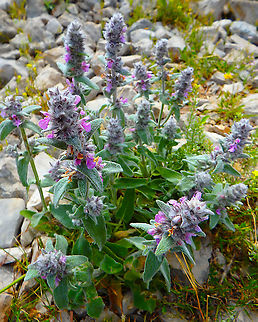German hedgenettle - Stachys germanica Seen on top of Srd mountain, in Croatia. Croatia,Geotagged,German hedgenettle,Spring,Stachys germanica